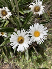 Leioproctus fulvescens