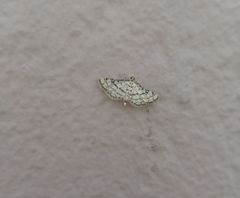 Hileithia aplicalis