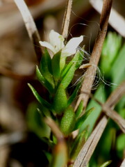Galium perpusillum