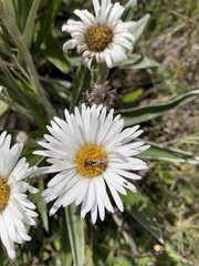 Leioproctus fulvescens
