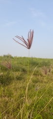 Cynodonteae