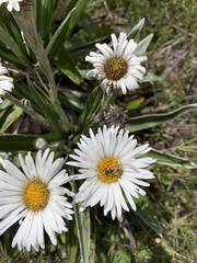 Leioproctus fulvescens