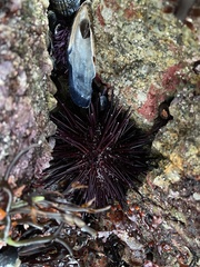 Mesocentrotus franciscanus