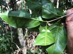 Mischocarpus anodontus