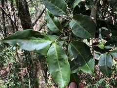 Mischocarpus anodontus