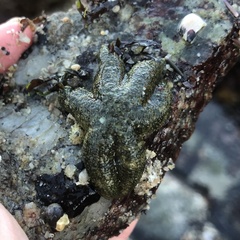 Leptasterias hexactis