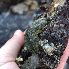 Leptasterias hexactis