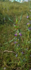 Hygrophila auriculata