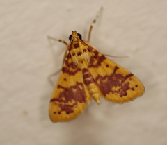Conogethes haemactalis