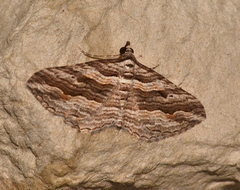 Chrysolarentia severata