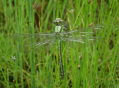 Ophiogomphus obscurus