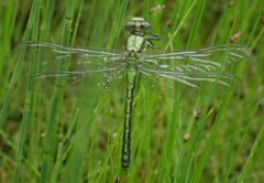 Ophiogomphus obscurus