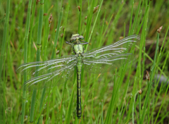Ophiogomphus obscurus