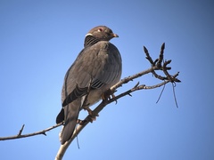 Patagioenas fasciata