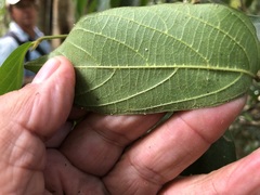 Alangium polyosmoides