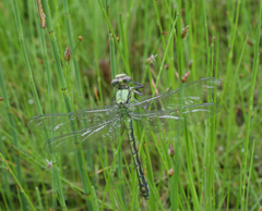 Ophiogomphus obscurus