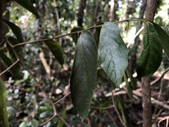 Alangium polyosmoides