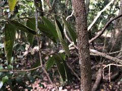 Alangium polyosmoides