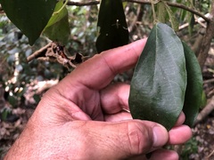 Alangium polyosmoides