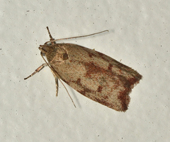 Syringoseca mimica