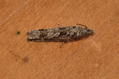 Holocola phaeoscia