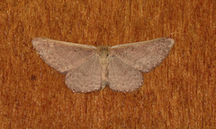 Idaea costaria