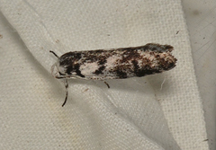 Lichenaula onychotypa