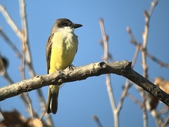 Tyrannus crassirostris