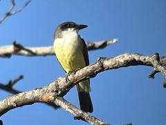 Tyrannus crassirostris