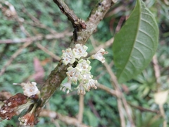 Iochroma