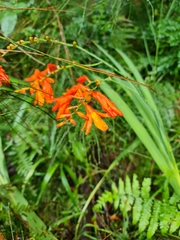 Crocosmia