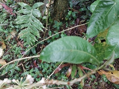Iochroma