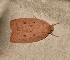 Prionocris