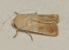 Proteuxoa cyanoloma