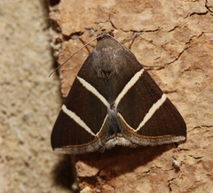Grammodes justa