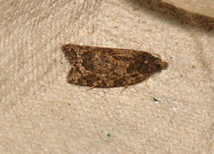 Thrincophora