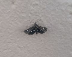 Diasemiodes nigralis