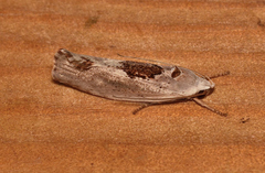 Tymbophora peltastis