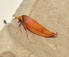 Wingia aurata