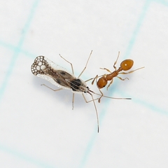 Leptopharsa heidemanni