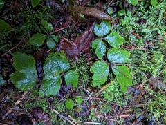 Tiarella trifoliata
