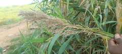Poaceae