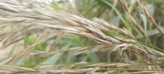 Poaceae