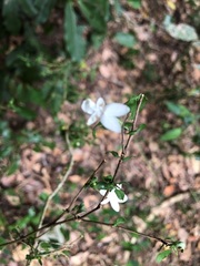 Pseuderanthemum tenellum