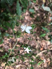 Pseuderanthemum tenellum