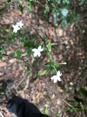 Pseuderanthemum tenellum