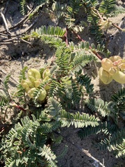 Astragalus nuttallii