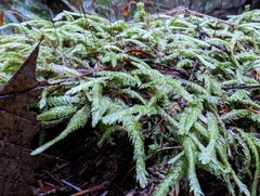 Plagiothecium undulatum