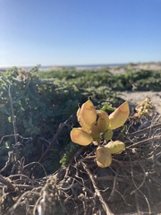 Astragalus nuttallii