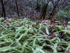 Plagiothecium undulatum